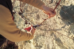 FELCO 2 - Práce ve vinohradech